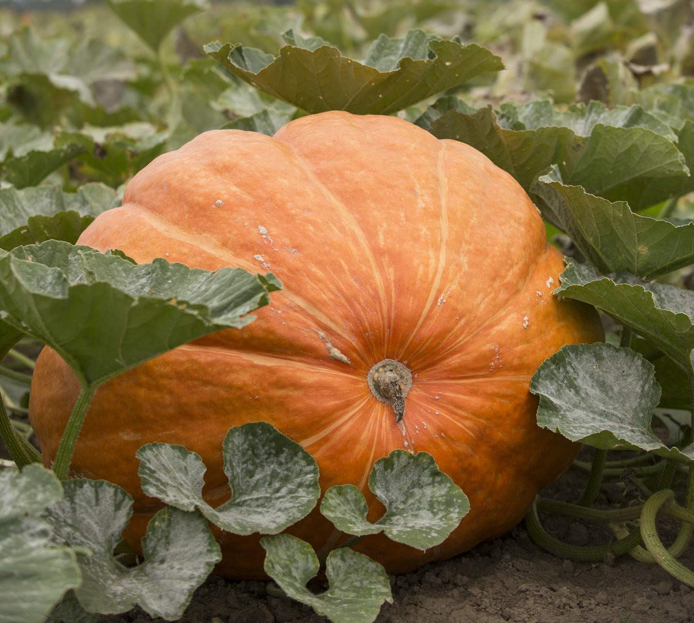 Giant pumpkin seeds (organic, Happy Farm) growing massive, orange pumpkins perfect for competitions or autumn displays
