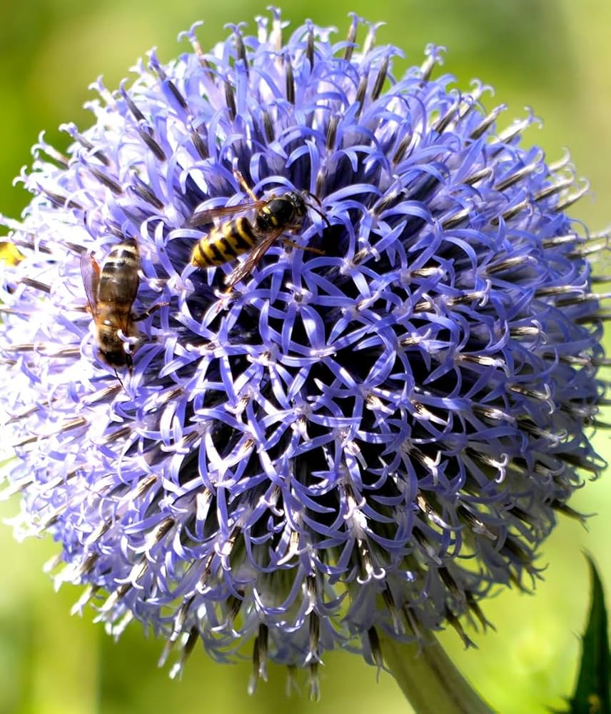 Persian Blue Allium Seeds