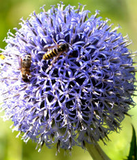 Persian Blue Allium Seeds