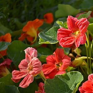 Nasturtium- Cherrelle