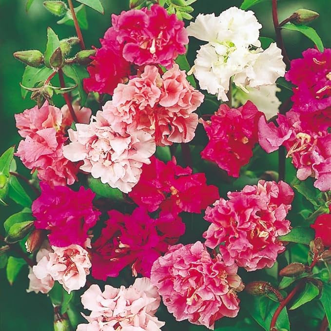 Heirloom Clarkia Elegans Flower Seeds, Non-GMO Graceful Annual Blooms for Garden Planting