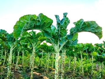 Kale Plant Seeds for Planting - 100 pcs