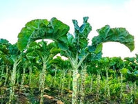 Kale Plant Seeds for Planting - 100 pcs