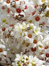 Heirloom Non-GMO Xanthoceras Sorbifolium Flower Seeds for Planting – Rare Ornamental Tree Seeds