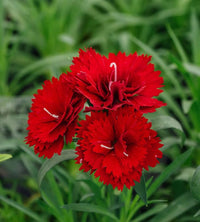 Double Red Carnation seeds for lush, double-petaled, red carnations that provide long-lasting beauty in garden beds or bouquets