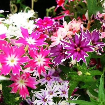 Phlox ‘21st Century Butter’ seeds – yellow-tinted spring Drummondii blooms