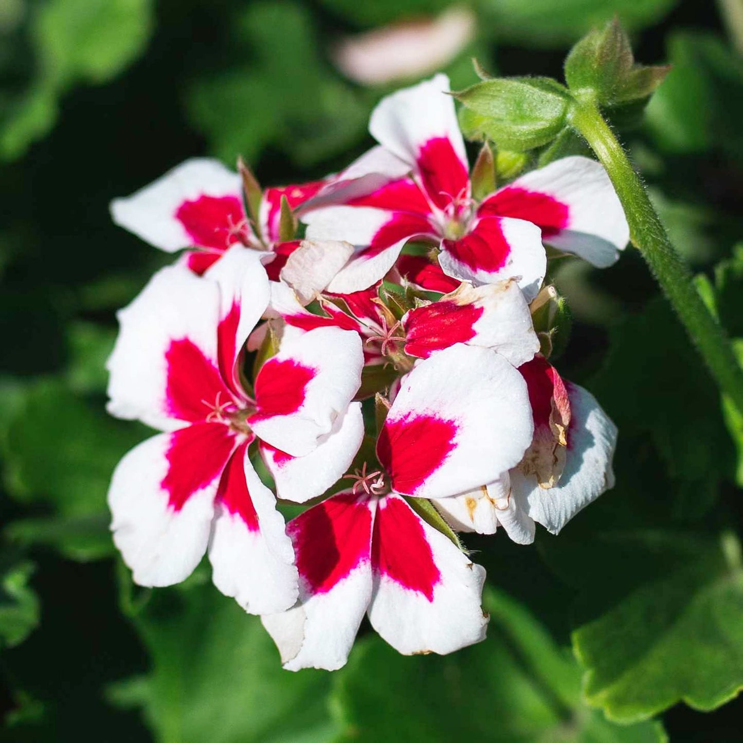 Pelargonium plants grown from seeds with white petals and red-edged perennial blooms