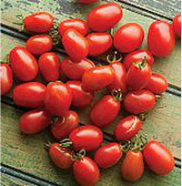 Cherry Roma tomato seeds Lycopersicon lycopersicum for sweet small sauce tomatoes
