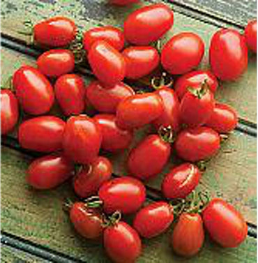 Cherry Roma tomato seeds Lycopersicon lycopersicum for sweet small sauce tomatoes