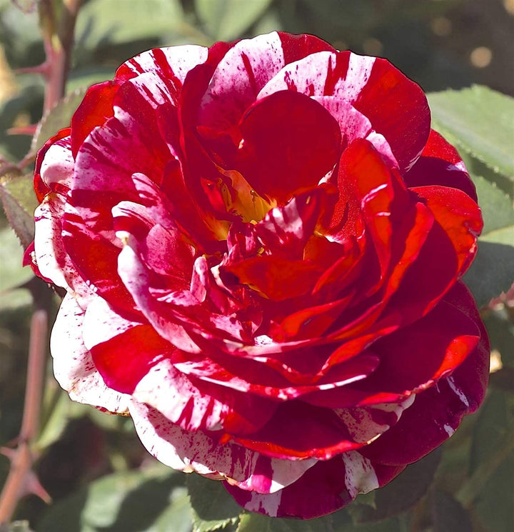 Red and White Rose Flower Seeds for Planting - Heirloom, Non-GMO Seeds for Beautiful Blooms