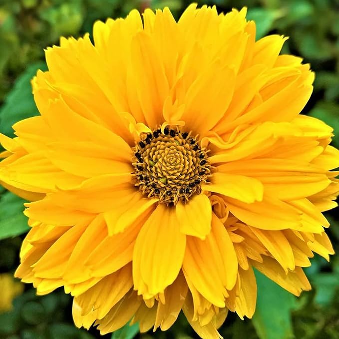 Heliopsis Sunflower Seeds – Heirloom, Non-GMO Flower Seeds for Planting
