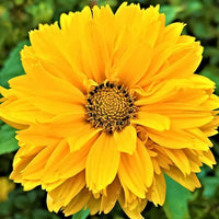 Heliopsis Sunflower Seeds – Heirloom, Non-GMO Flower Seeds for Planting