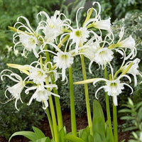 Spider Lily- White