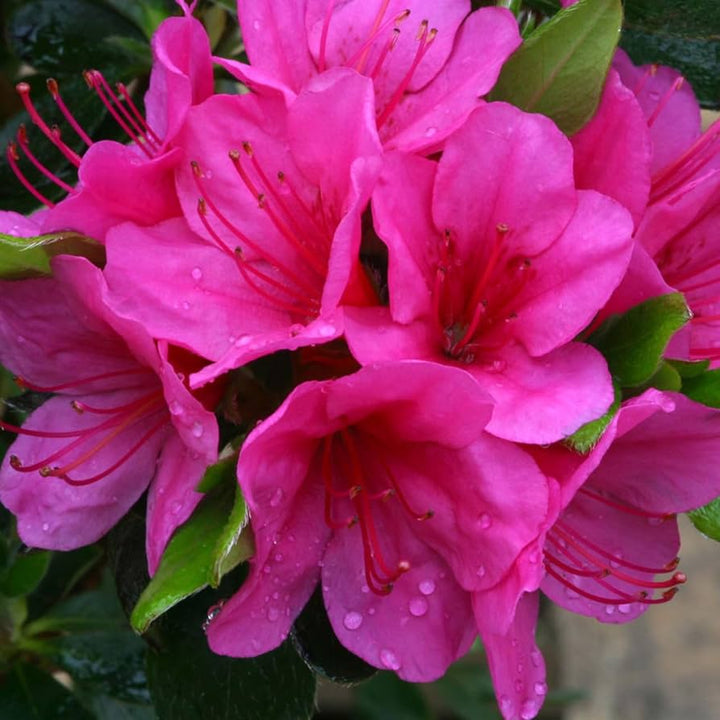 Heirloom Non-GMO Azalea Flower Seeds for Planting – Beautiful Blooming Flowers