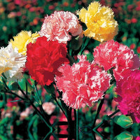 Carnation flower Dianthus caryophyllus seeds for planting in backyard garden with mixed colors