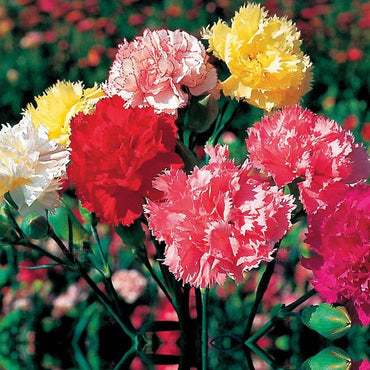 Carnation flower Dianthus caryophyllus seeds for planting in backyard garden with mixed colors