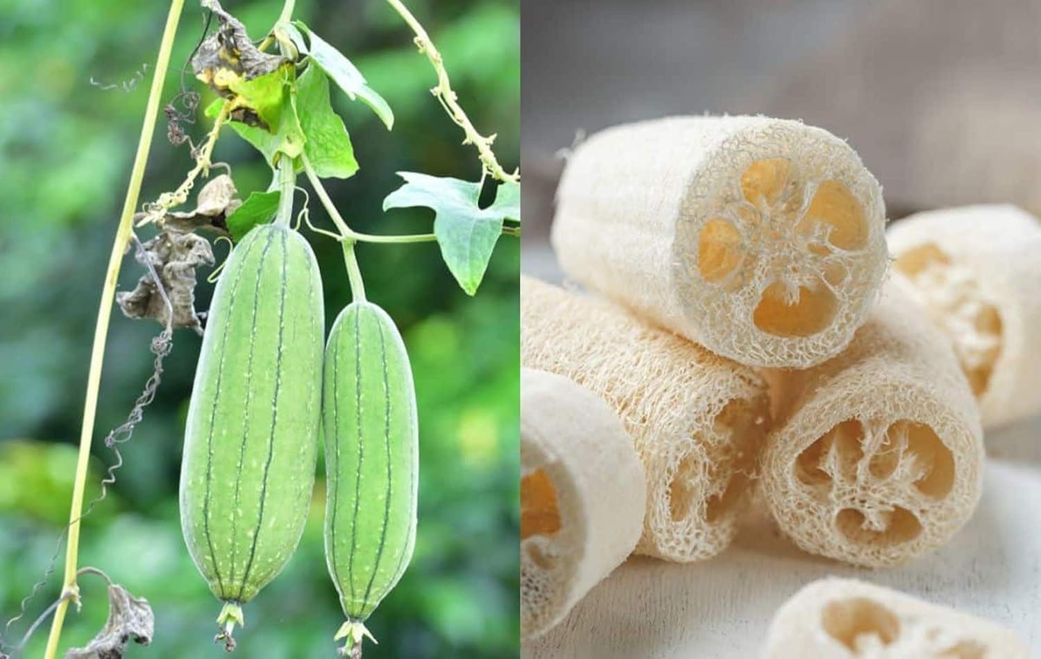 Luffa Flower Seeds for Planting - 100Heirloom Non-GMO Luffa Flower Seeds for Planting – Versatile Garden Blooms & Sponges - Flower for planting in home garden