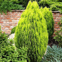 Thuja Orientalis Plant seeds for landscape planting