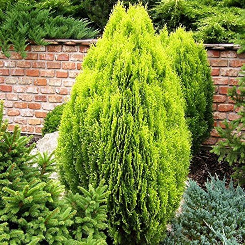 Thuja Orientalis Plant seeds for landscape planting