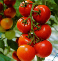 Burbank Red Slicing tomato seeds Lycopersicon lycopersicum heirloom variety