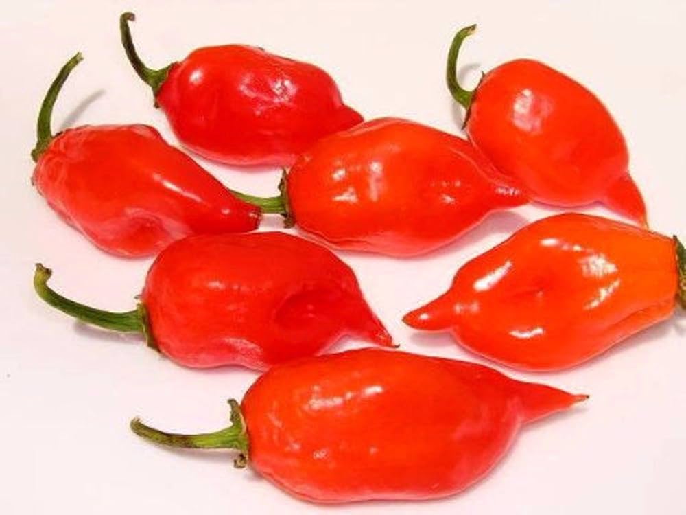 Red Habanero Capsicum chinense seeds for garden planting