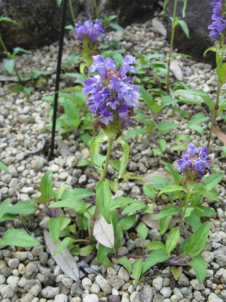 Prunella - Prunella for planting in home garden