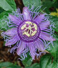 Heirloom Non-GMO Passion Flower Passiflora Seeds for Planting – Exotic Climbing Vine Blooms