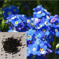 Forget Me Not Myosotis sylvatica Flower Seeds for Planting Blue Variety in Home Garden
