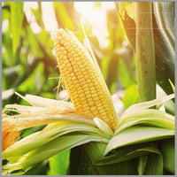 Quick Start – Corn Seed
