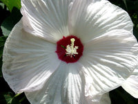 Hardy (hibiscus flower Hibiscus moscheutos luna white) for planting in garden