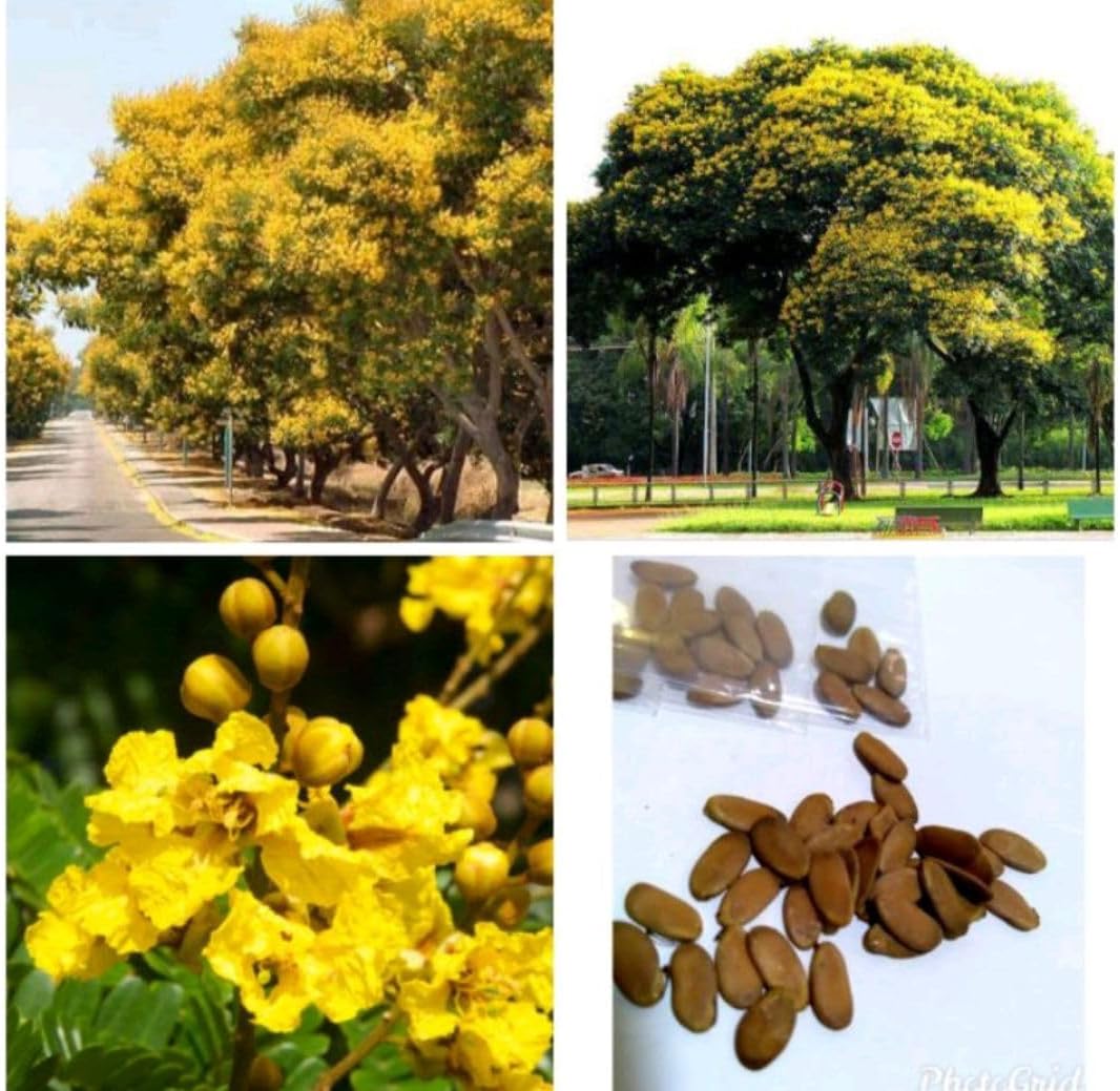 Heirloom Non-GMO Peltophorum Flower Seeds | Yellow Flame Tree Seeds for Garden Landscaping - Non-GMO for planting in home garden