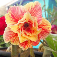 Orange Yellow Adenium Flower Seeds for Planting | Heirloom, Non-GMO, Organic Blooms