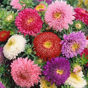 Powderpuff Aster Mix Callistephus Chinensis Flower Seeds for Planting in Home Garden and Balcony Pots