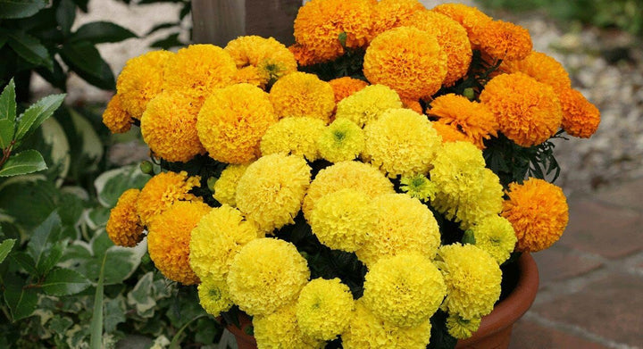 Heirloom Marigold Flower Seeds for Planting 100