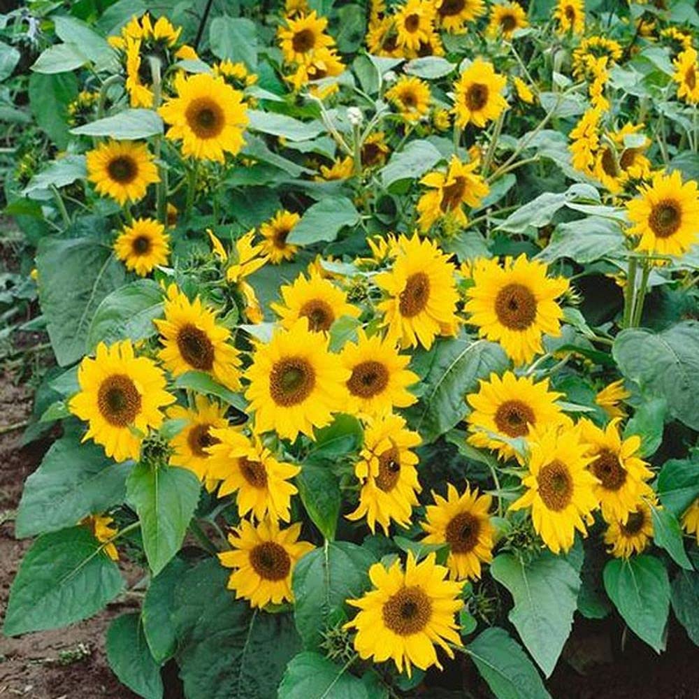 Mini rainbow sunflowers grown from seeds with bright multicolor petals and short stature