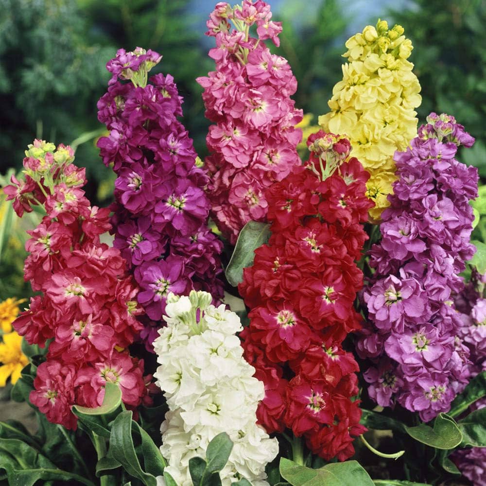 Matthiola Incana Mixed Colors Flower Seeds for Garden and Potted Plants