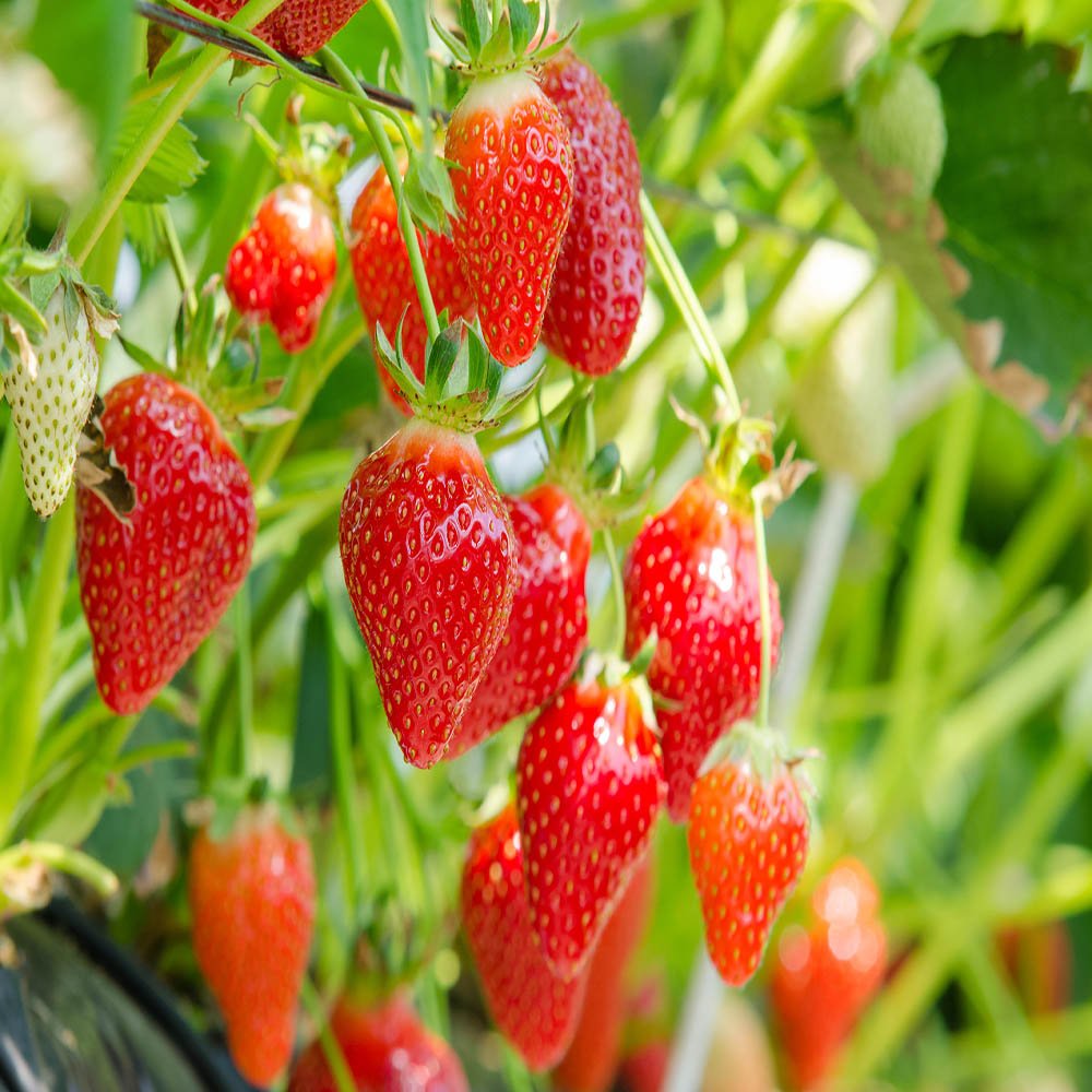 Seascape – Strawberry Plants Seeds