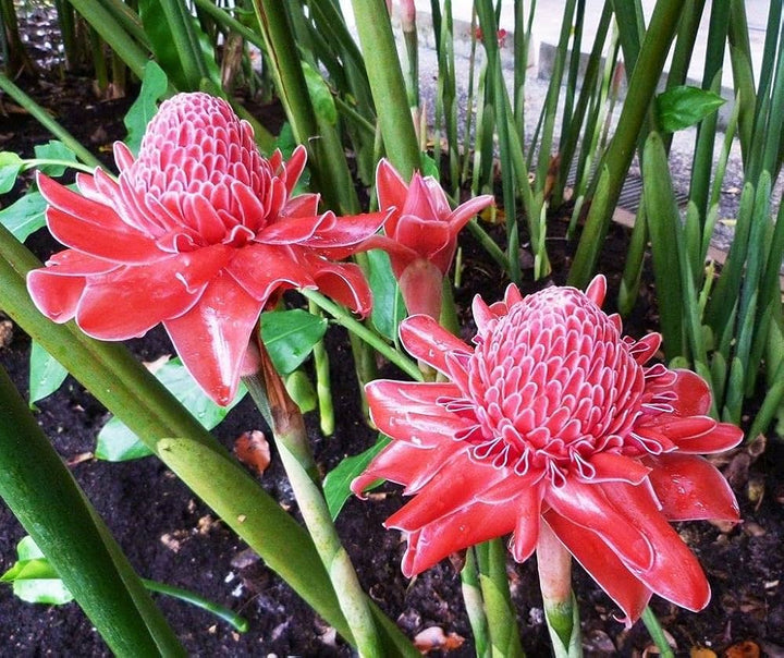 Red-Green Torch Ginger Plant Seeds - Exotic Torch Ginger for Stunning, Tropical Flowers 100 pcs