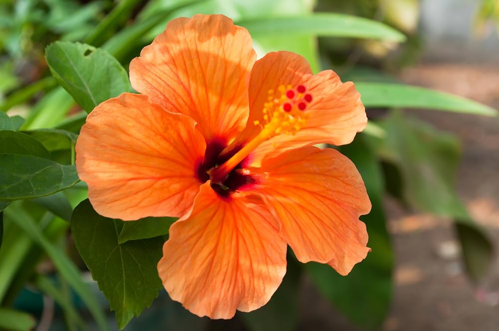 Rare Orange White Hibiscus seeds featuring rust-resistant giant flowers with vibrant orange petals and crisp white centers, perfect for low-maintenance tropical gardens