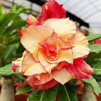 Orange Yellow Adenium Flower Seeds for Planting | Heirloom, Non-GMO, Organic Blooms
