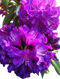 Heirloom Non-GMO Purple Azalea Flower Seeds for Planting – Vibrant Ornamental Shrub Seeds