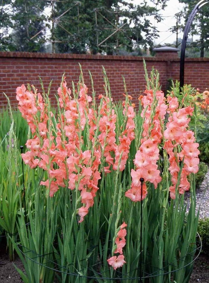 Heirloom Peach Gladiolus Flower Seeds for Planting – Non-GMO, Elegant Summer Garden Blooms