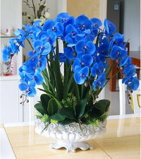Phalaenopsis Orchid Sky Blue Miniature Flower Seeds for Indoor Garden