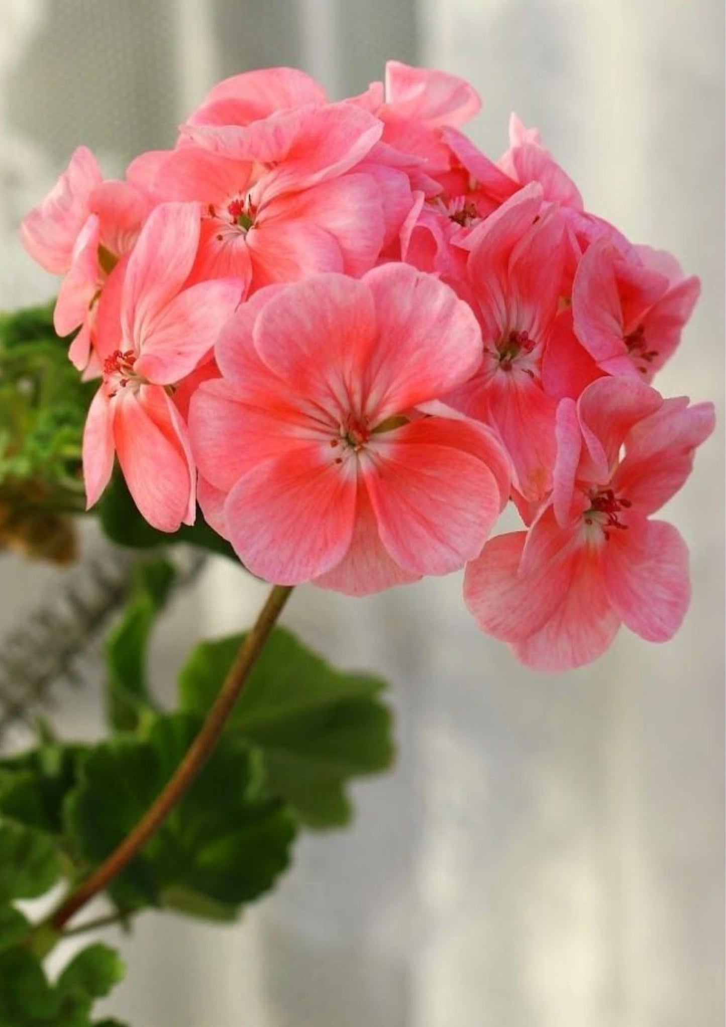 Mini Geranium Pelargonium Peltatum Perennial Flower Seeds