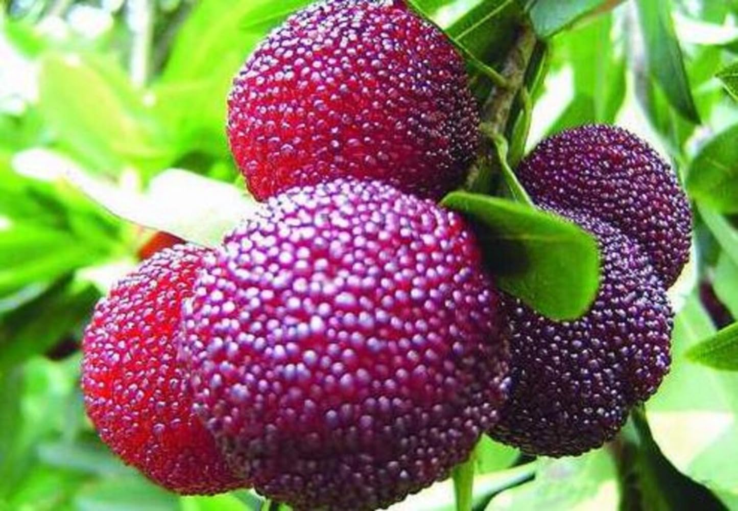 Bayberry Myrica rubra seeds for fragrant fruit garden