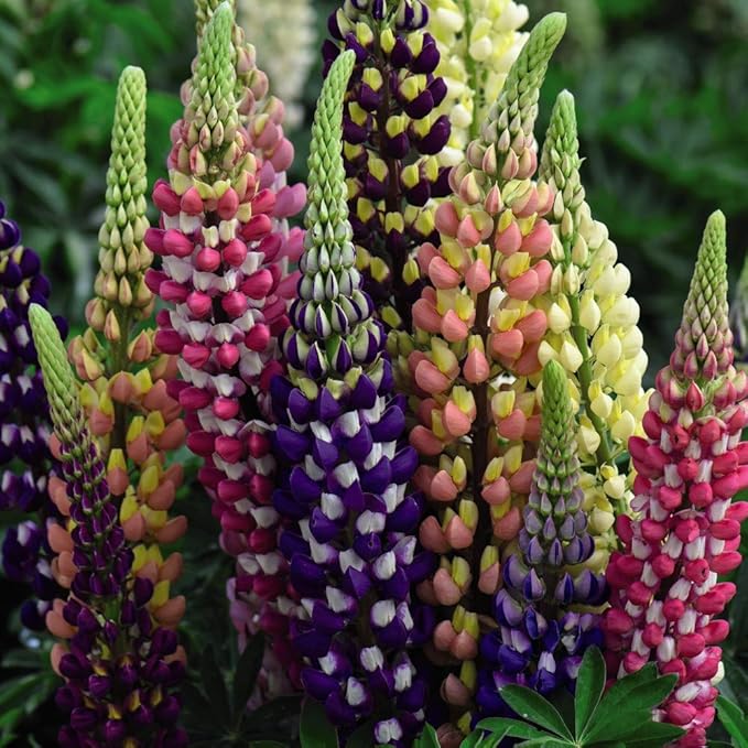 Organic Heirloom Non-GMO Mixed Tutti Frutti Lupine Seeds for Planting – Colorful Blooms