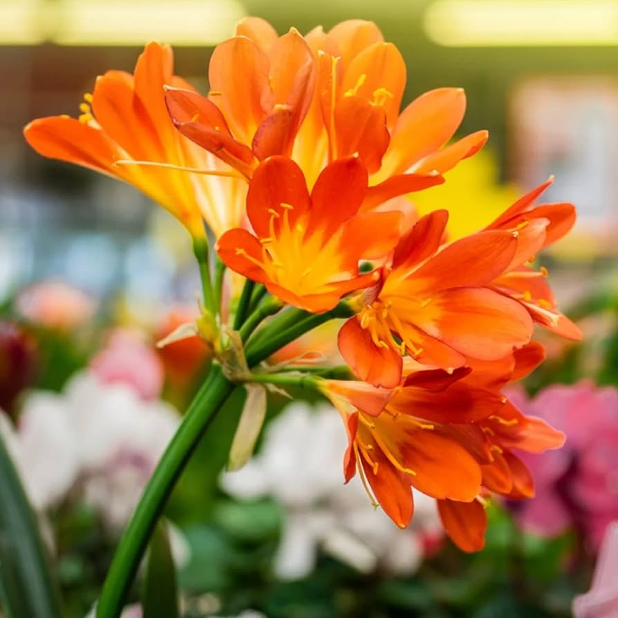 Bonsai Clivia flower (Kaffir Lily) grown from seeds with orange trumpet-shaped blooms and glossy foliage