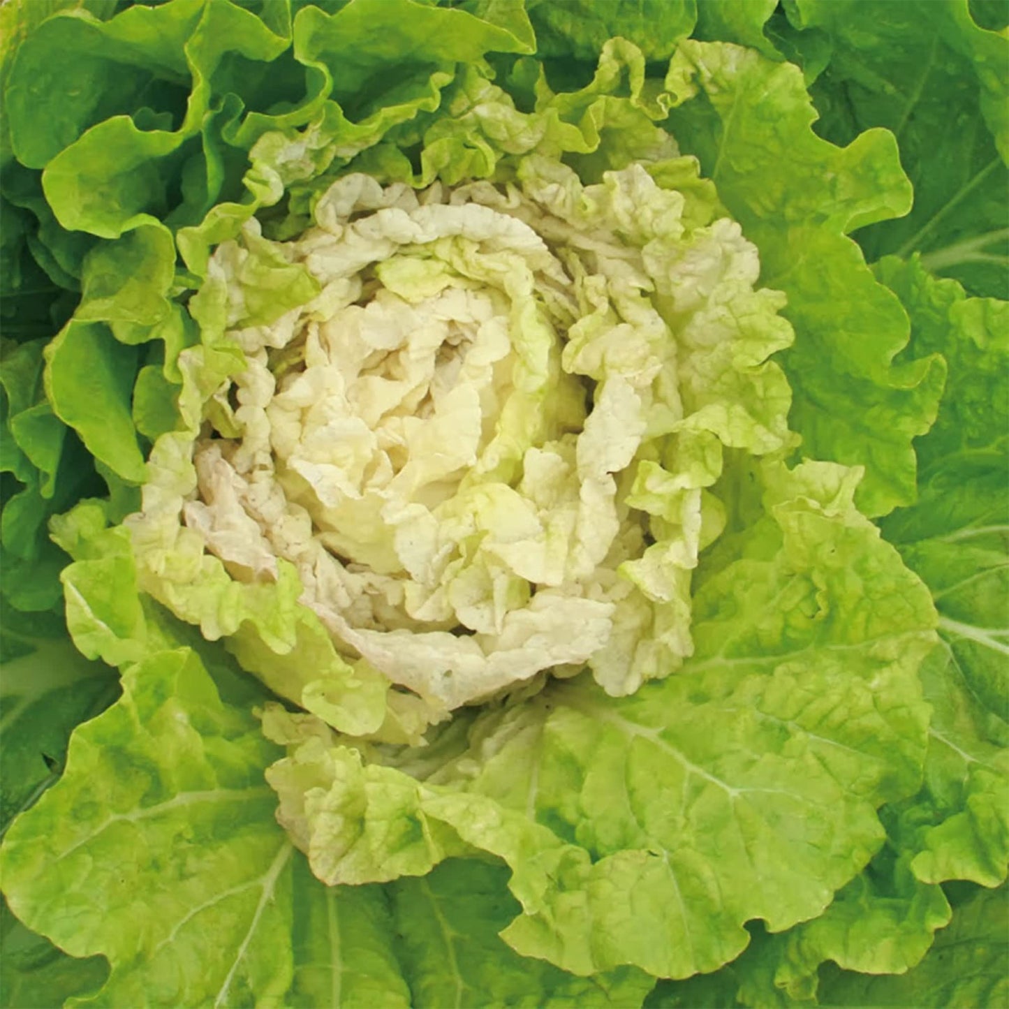Chinese Cabbage, Kogane – Microgreen Seed