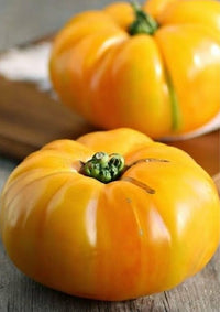 Dixie (Golden Giant beefsteak tomato) for planting in garden