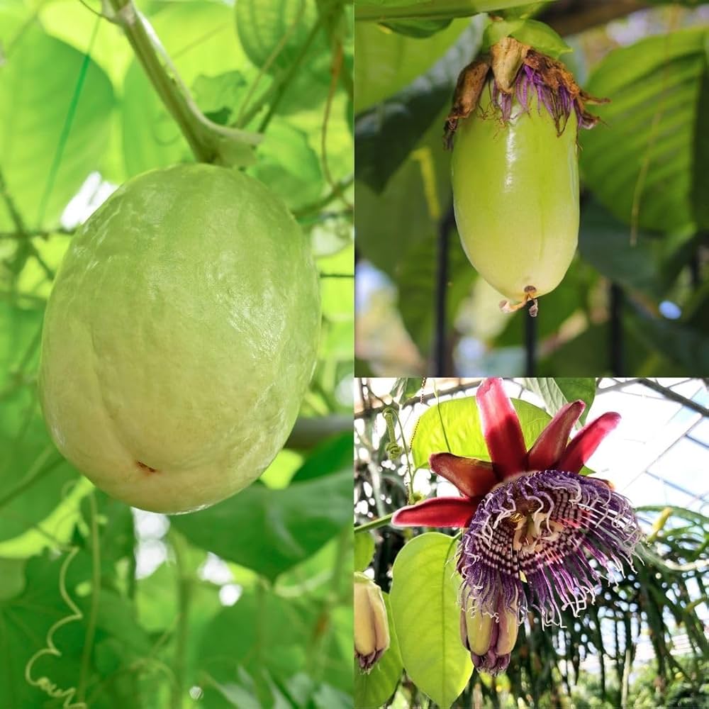Giant - Granadilla for planting in home garden
